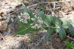 Pinewoods milkweed